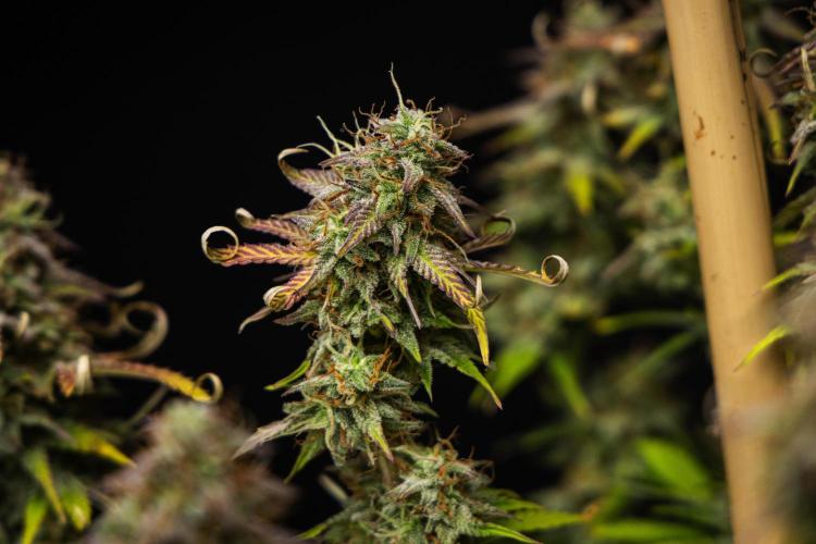 Mexican Rush - Farm #22. Week 9 - Mexican Rush - Day 63.