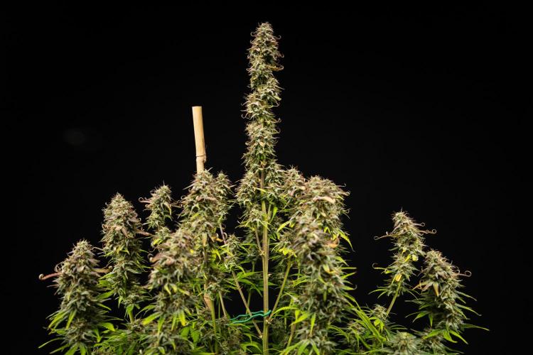 Mexican Rush - Farm #22. Week 9 - Mexican Rush - Day 63.