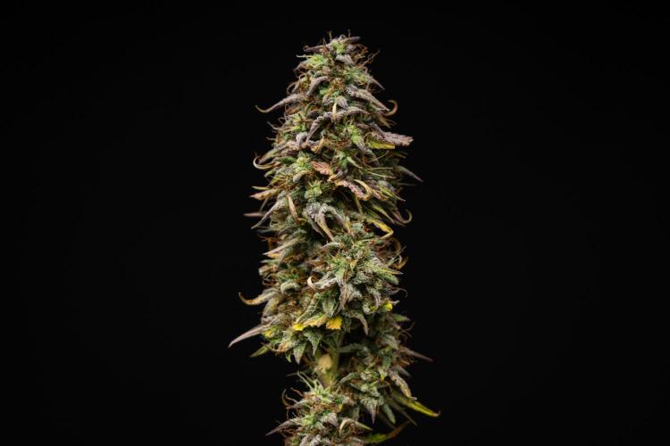 Mexican Rush - Farm #22. Week 9 - Mexican Rush - Day 63.