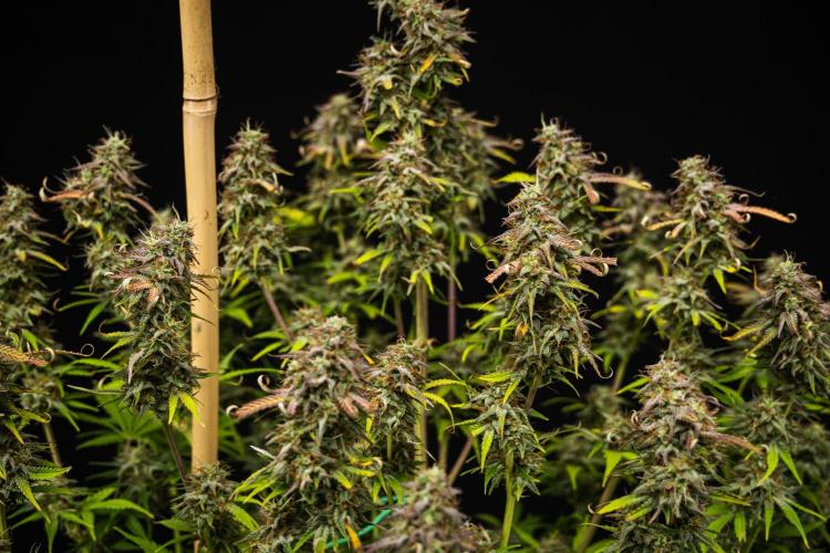 Mexican Rush - Farm #22. Week 9 - Mexican Rush - Day 63.