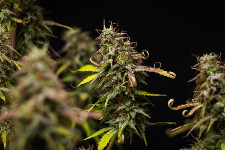 Mexican Rush - Farm #22. Week 9 - Mexican Rush - Day 63.