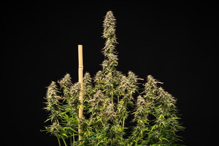 Mexican Rush - Farm #22. Week 9 - Mexican Rush - Day 63.