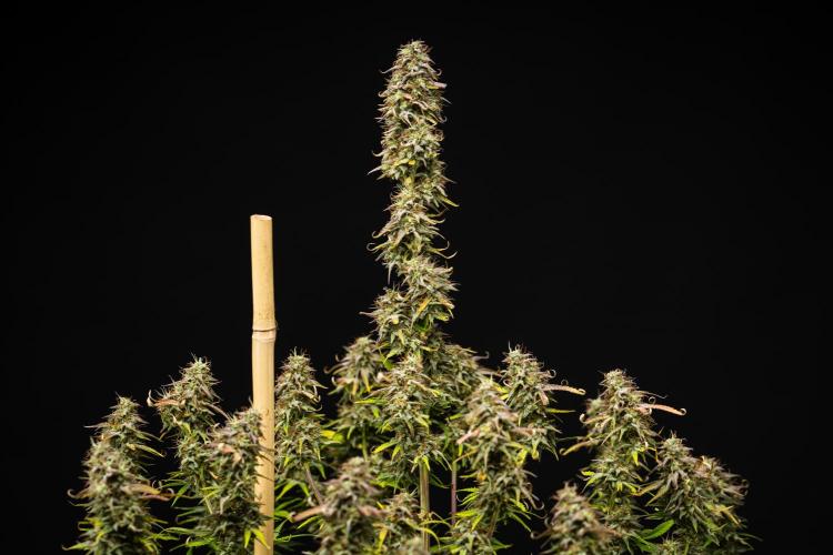 Mexican Rush - Farm #22. Week 9 - Mexican Rush - Day 63.