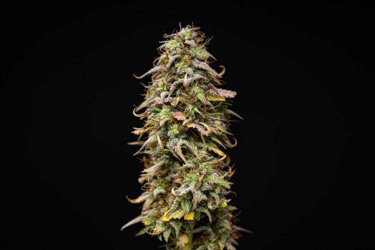Mexican Rush - Farm #22. Week 9 - Mexican Rush - Day 63.