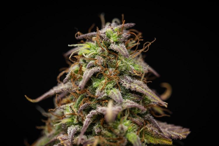 Mexican Rush - Farm #22. Week 9 - Mexican Rush - Day 63.