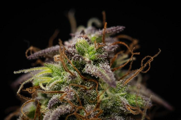 Mexican Rush Auto. Week 9