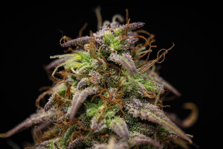 Mexican Rush - Farm #22. Week 9 - Mexican Rush - Day 63.