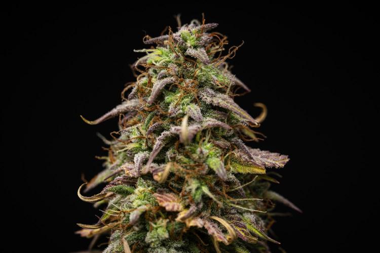 Mexican Rush - Farm #22. Week 9 - Mexican Rush - Day 63.