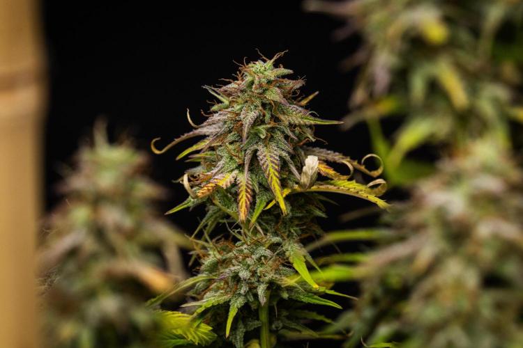 Mexican Rush - Farm #22. Week 9 - Mexican Rush - Day 63.