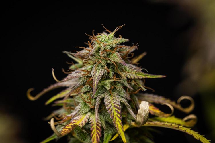 Mexican Rush - Farm #22. Week 9 - Mexican Rush - Day 63.