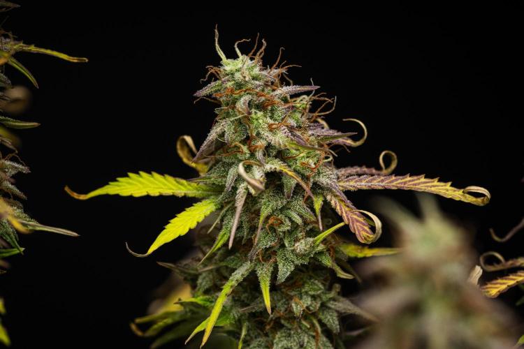 Mexican Rush - Farm #22. Week 9 - Mexican Rush - Day 63.