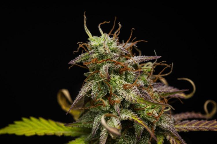 Mexican Rush - Farm #22. Week 9 - Mexican Rush - Day 63.