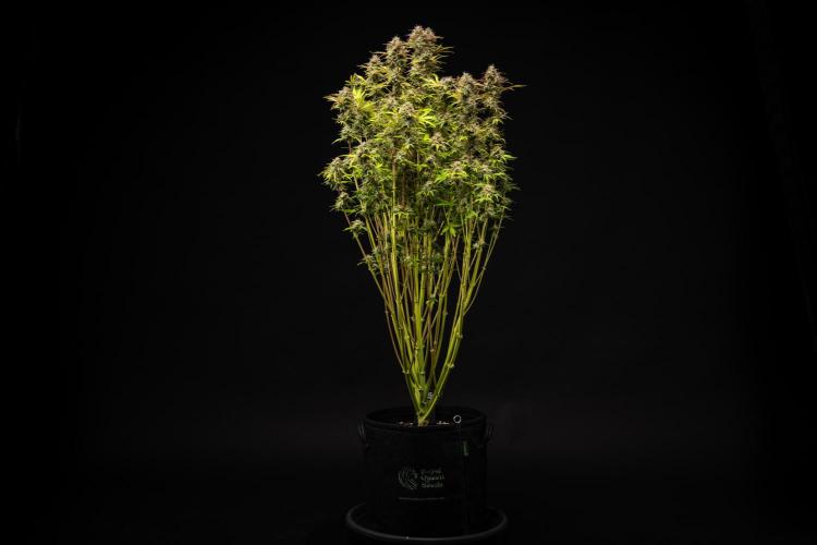 Apple Fritter - Farm #22. Week 9 - Apple Fritter - Day 63.