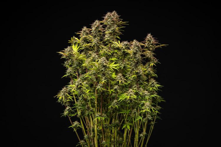 Apple Fritter - Farm #22. Week 9 - Apple Fritter - Day 63.