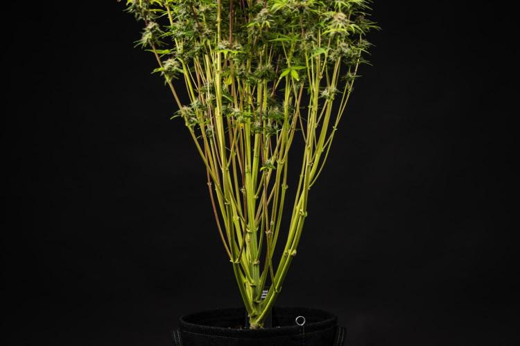 Apple Fritter - Farm #22. Week 9 - Apple Fritter - Day 63.