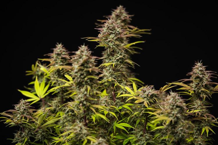 Apple Fritter - Farm #22. Week 9 - Apple Fritter - Day 63.