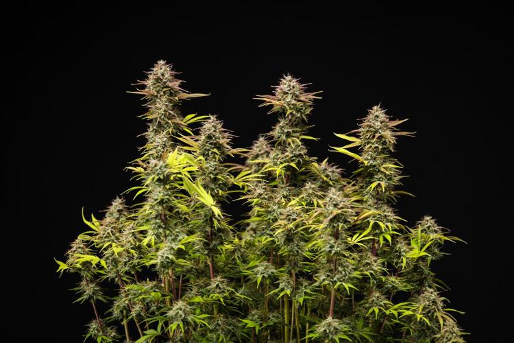 Apple Fritter - Farm #22. Week 9 - Apple Fritter - Day 63.