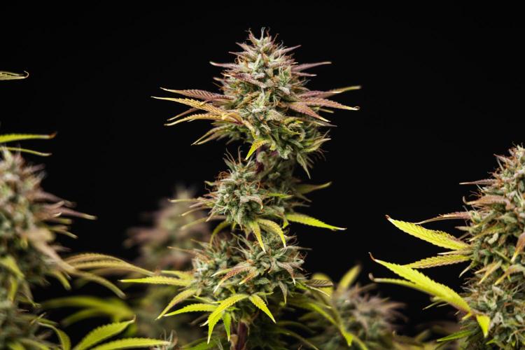 Apple Fritter - Farm #22. Week 9 - Apple Fritter - Day 63.