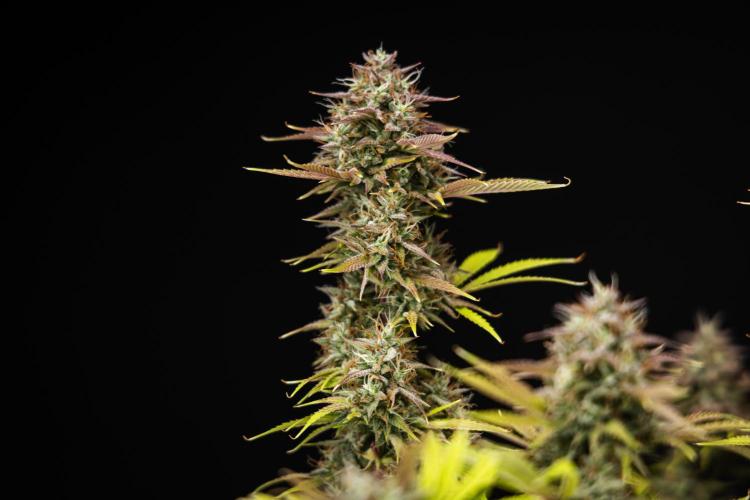 Apple Fritter - Farm #22. Week 9 - Apple Fritter - Day 63.