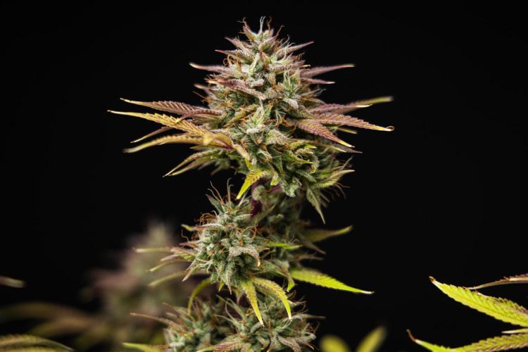 Apple Fritter - Farm #22. Week 9 - Apple Fritter - Day 63.