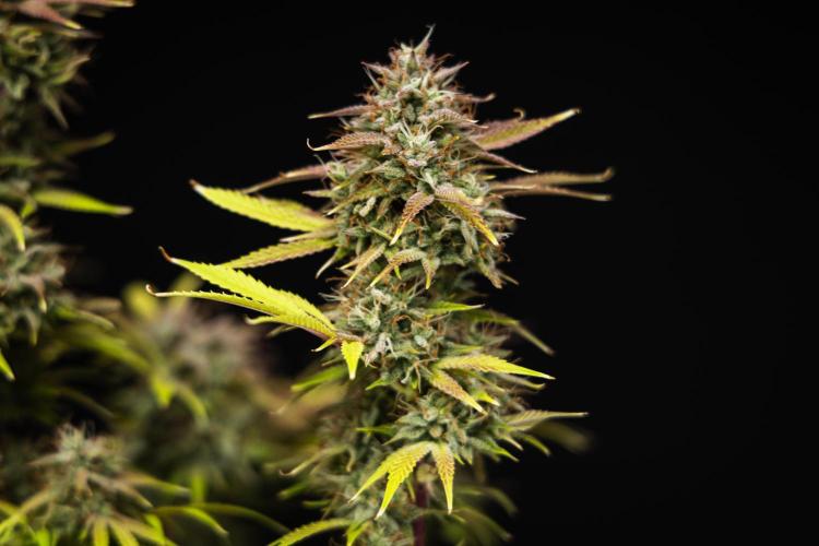 Apple Fritter - Farm #22. Week 9 - Apple Fritter - Day 63.
