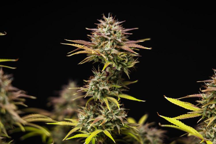 Apple Fritter - Farm #22. Week 9 - Apple Fritter - Day 63.