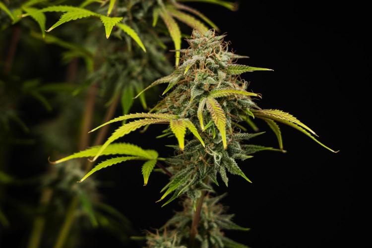Apple Fritter - Farm #22. Week 9 - Apple Fritter - Day 63.