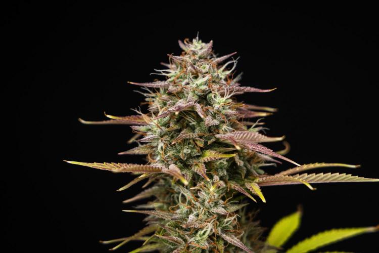 Apple Fritter - Farm #22. Week 9 - Apple Fritter - Day 63.