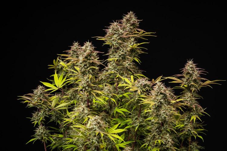 Apple Fritter - Farm #22. Week 9 - Apple Fritter - Day 63.