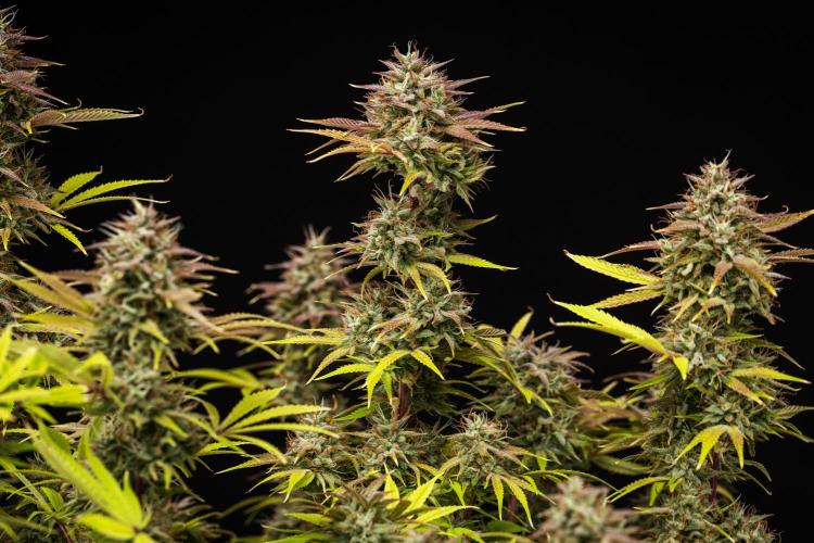 Apple Fritter - Farm #22. Week 9 - Apple Fritter - Day 63.