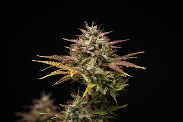 Apple Fritter - Farm #22. Week 9 - Apple Fritter - Day 63.
