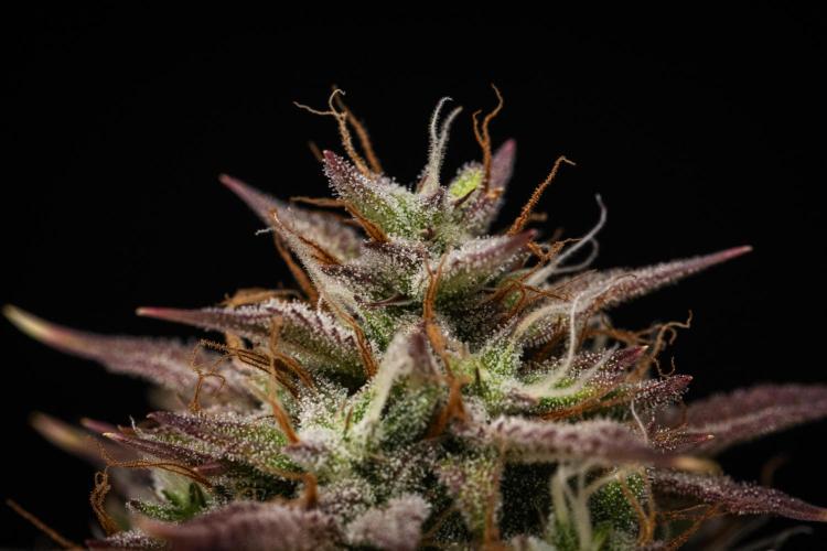 Apple Fritter - Farm #22. Week 9 - Apple Fritter - Day 63.