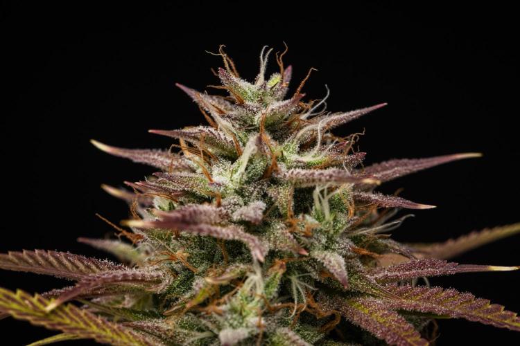 Apple Fritter - Farm #22. Week 9 - Apple Fritter - Day 63.