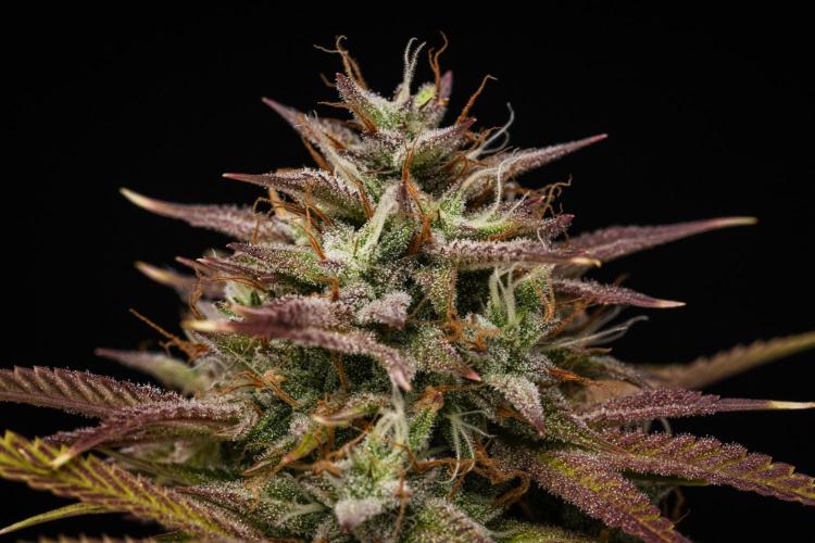 Apple Fritter - Farm #22. Week 9 - Apple Fritter - Day 63.