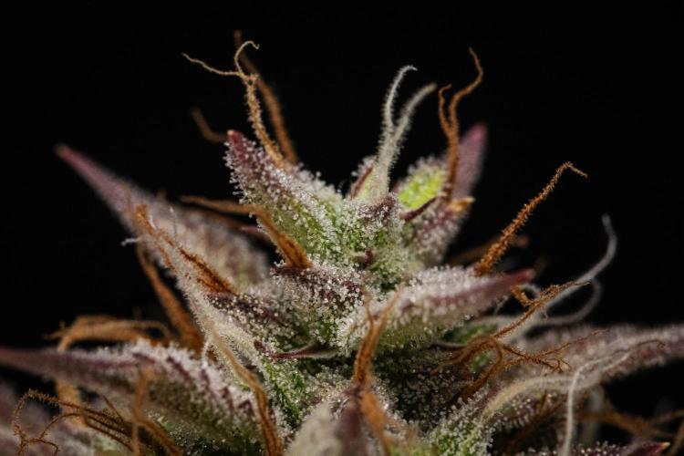 Apple Fritter Automatic. Week 9