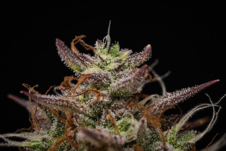 Apple Fritter - Farm #22. Week 9 - Apple Fritter - Day 63.