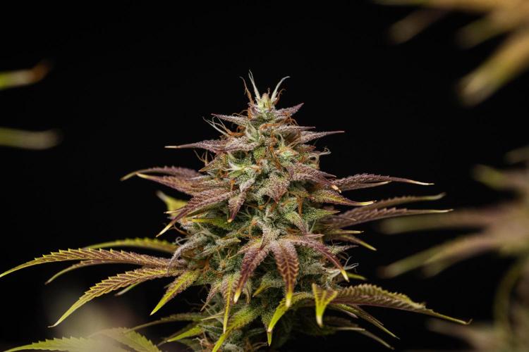Apple Fritter - Farm #22. Week 9 - Apple Fritter - Day 63.