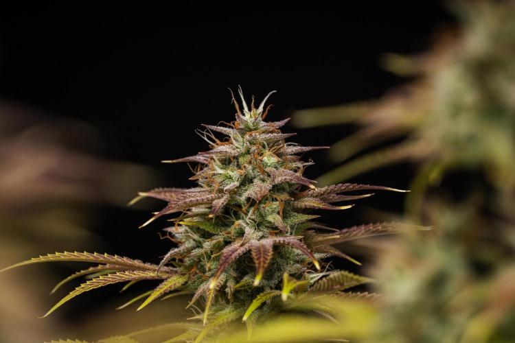 Apple Fritter - Farm #22. Week 9 - Apple Fritter - Day 63.