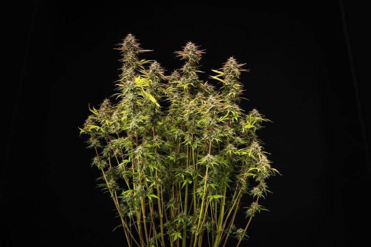 Apple Fritter - Farm #22. Week 9 - Apple Fritter - Day 63.