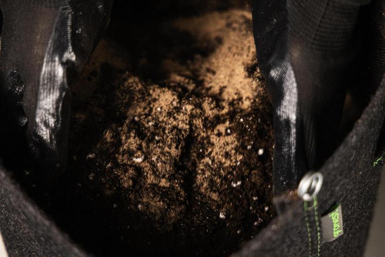Wedding Cake - Farm #23. Week 0 - The soil should be mixed well.