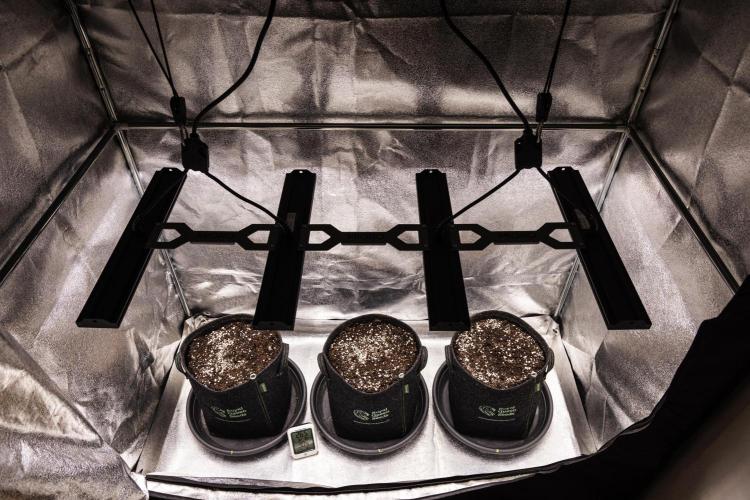 Wedding Cake - Farm #23. Week 0 - The journey begins