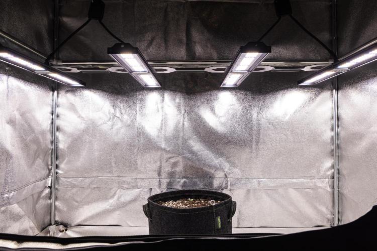 Grape Ape - Farm #23. Week 0 - After repeated planting, Grape Ape sprouted
