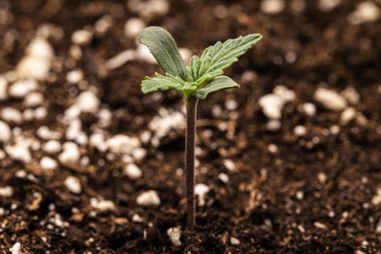 Grape Ape - Farm #23. Week 0 - Grape Ape - sprout