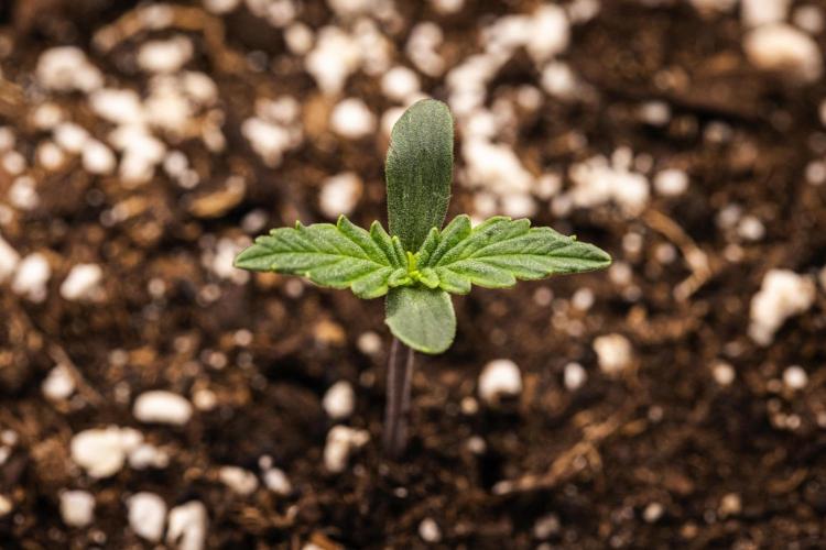Grape Ape - Farm #23. Week 0 - Grape Ape - sprout