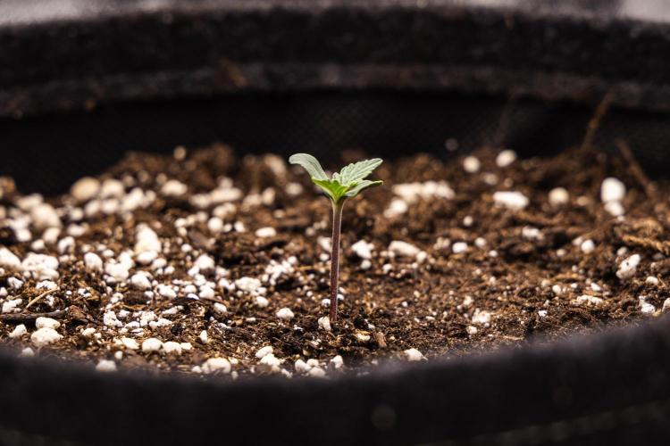 Grape Ape - Farm #23. Week 0 - Grape Ape - sprout