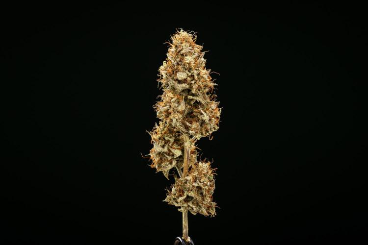 Royal Cheese - Farm #22. Week 9 - Royal Cheese Auto - Dry flower