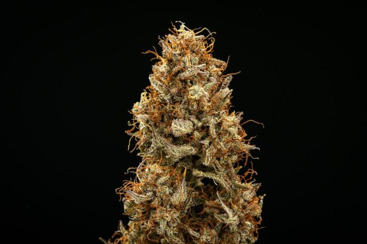 Royal Cheese - Farm #22. Week 9 - Royal Cheese Auto - Dry flower