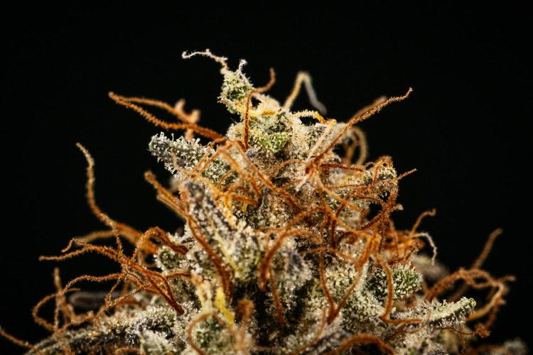 Royal Cheese - Farm #22. Week 9 - Royal Cheese Auto - Dry flower