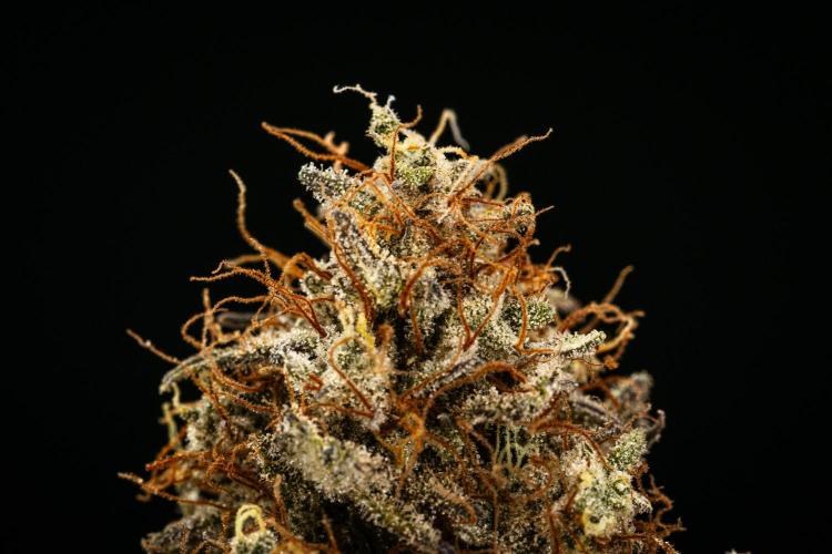 Royal Cheese - Farm #22. Week 9 - Royal Cheese Auto - Dry flower