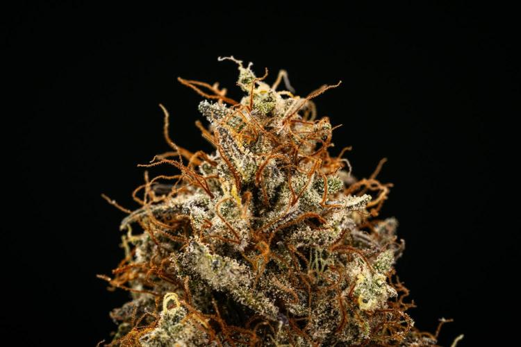 Royal Cheese - Farm #22. Week 9 - Royal Cheese Auto - Dry flower
